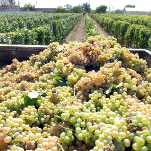 Grape purveyance in Armavir 05 10 15