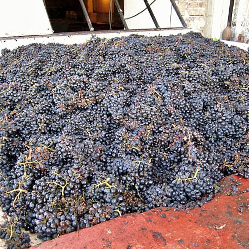 Grape purveyance in Armavir 15 03 13