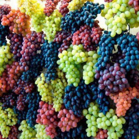 Grape purveyance in Armavir 30 09 13
